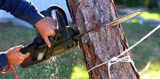 Indialantic, FL Tree Care  Company