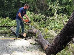 Best Tree Maintenance Programs  in Indialantic, FL