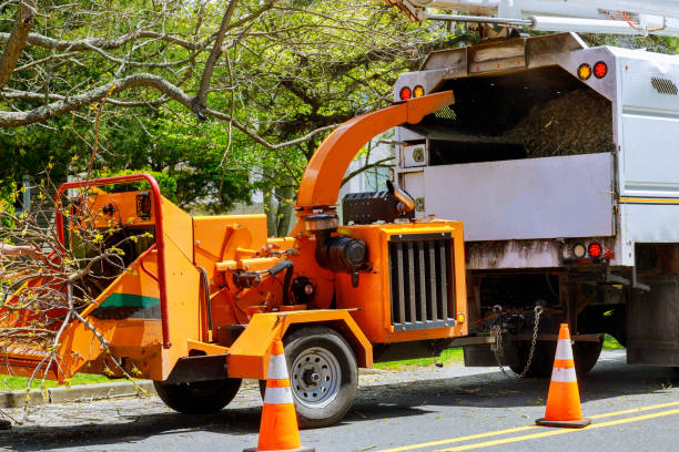 How Our Tree Care Process Works  in  Indialantic, FL