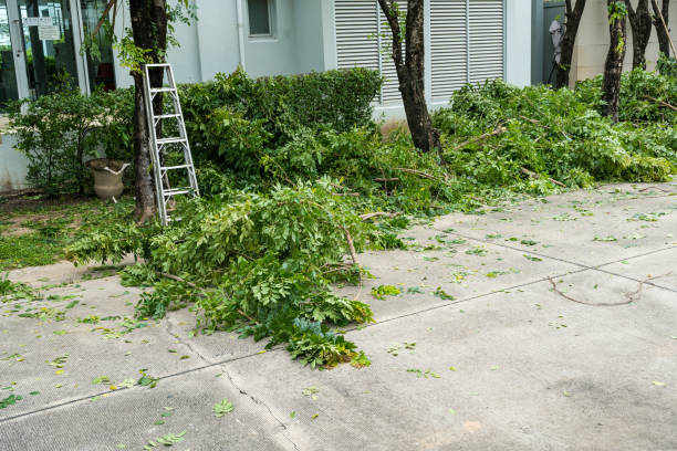 Best Stump Grinding and Removal  in Indialantic, FL