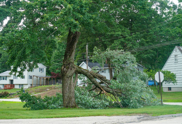 Best Hazardous Tree Removal  in Indialantic, FL