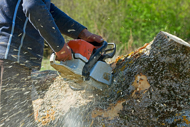 Best Palm Tree Trimming  in Indialantic, FL